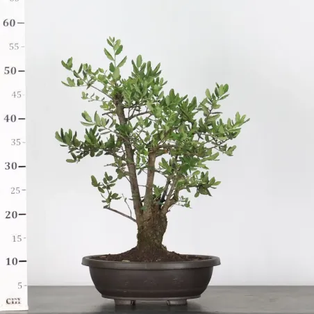 image supplémentaire - CHÊNE LIÈGE "QUERCUS SUBER"...
