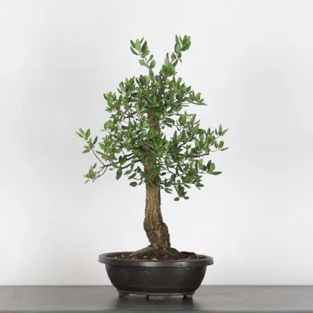 CORK OAK "QUERCUS SUBER" 2-1