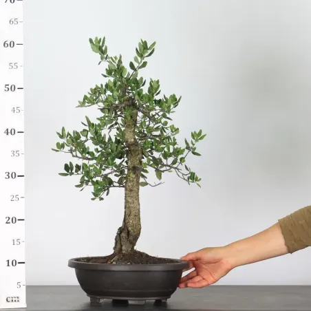 image supplémentaire - CHÊNE LIÈGE "QUERCUS SUBER"...