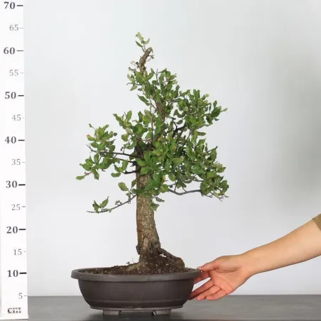 image supplémentaire - CHÊNE LIÈGE "QUERCUS SUBER"...