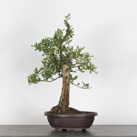 CORK OAK "QUERCUS SUBER" 2-2
