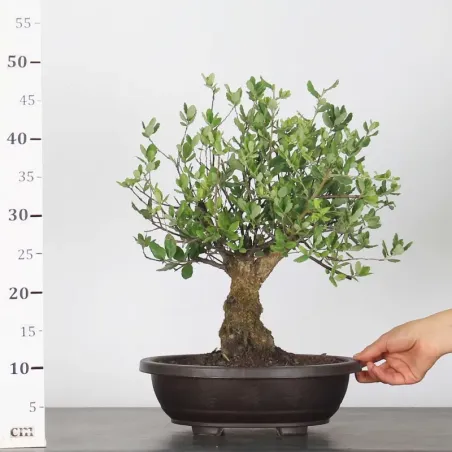 image supplémentaire - CHÊNE LIÈGE "QUERCUS SUBER"...