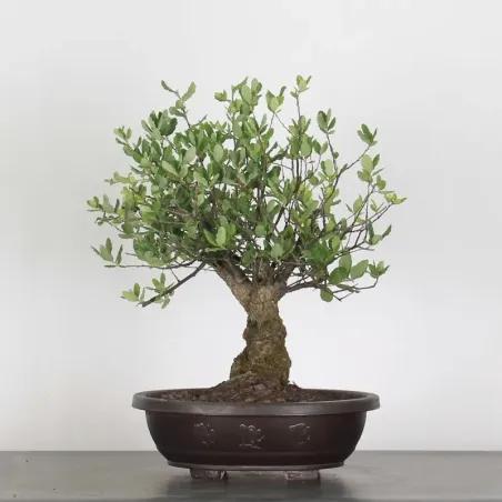 CORK OAK "QUERCUS SUBER" 2-3