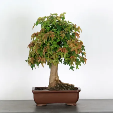 Bonsai Erable Burger AB-2-1