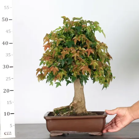 image supplémentaire - Érable "ACER BUERGÉRIANUM" 2-1