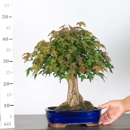 image supplémentaire - Érable "ACER BUERGÉRIANUM" 2-2