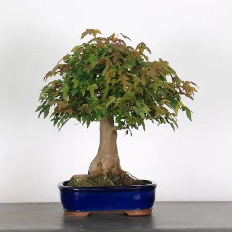Bonsai Erable Burger AB-2-2