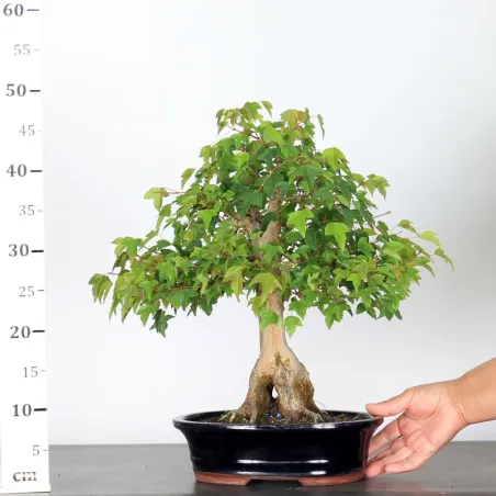 image supplémentaire - Érable "ACER BUERGÉRIANUM" 2-5