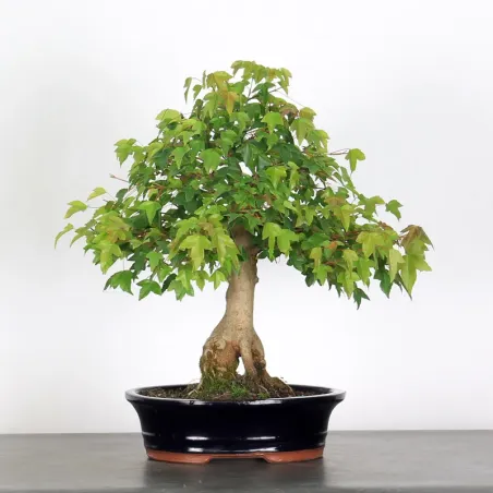 Bonsai Erable Burger  AB-2-5