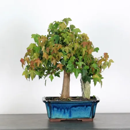 Bonsai Erable Burger AB-1-5