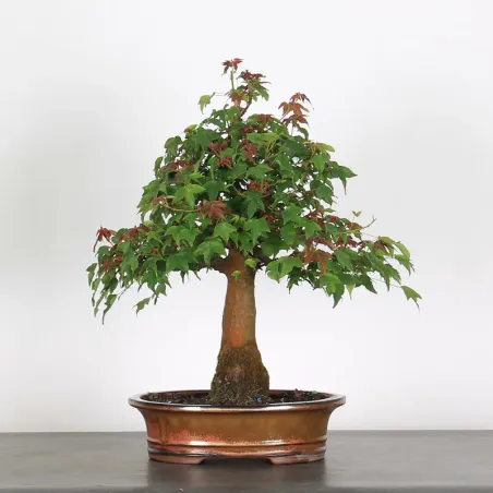 Bonsai Erable Burger AB-1-8