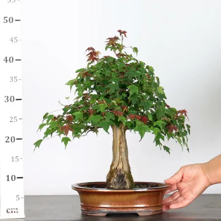 image supplémentaire - Érable "ACER BUERGÉRIANUM" 1-8