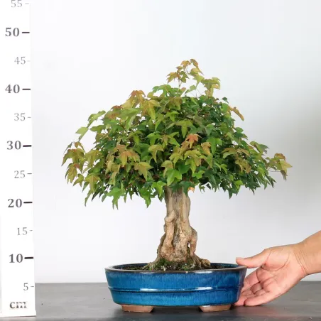 image supplémentaire - Érable "ACER BUERGÉRIANUM" 1-9