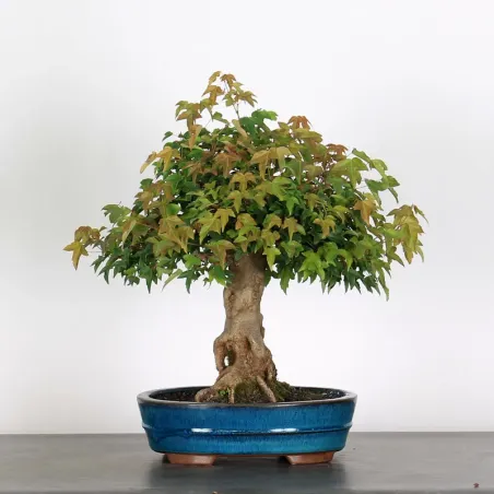 Bonsai Erable Burger AB-1-9