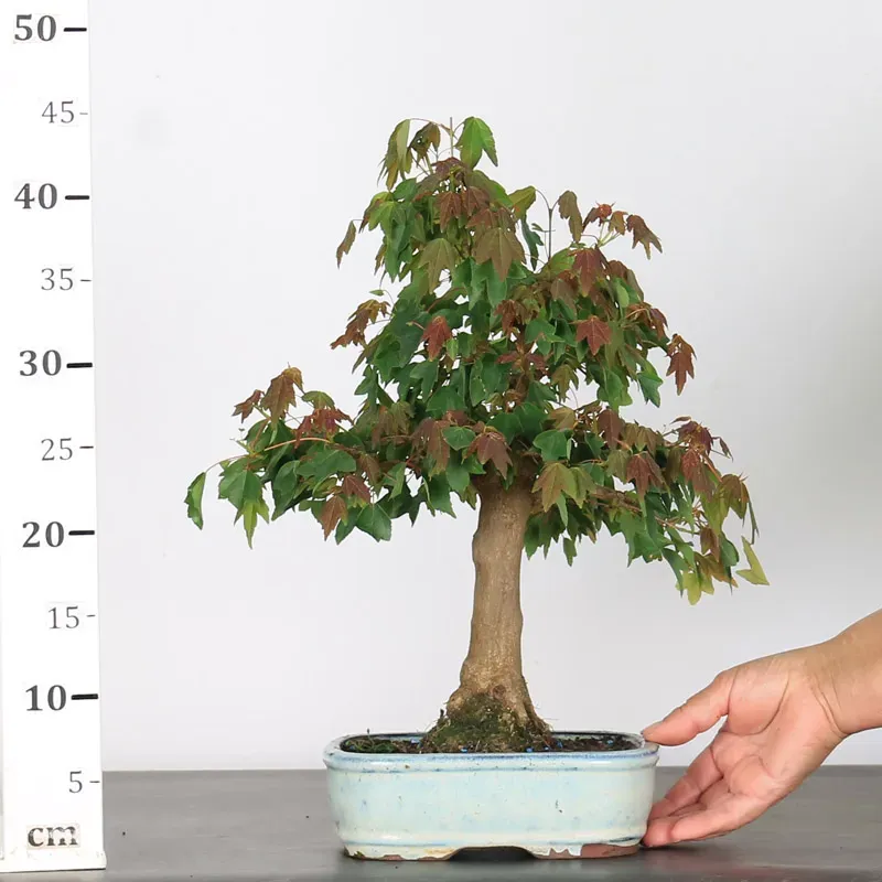 image supplémentaire - Érable "ACER BUERGÉRIANUM" 1-2