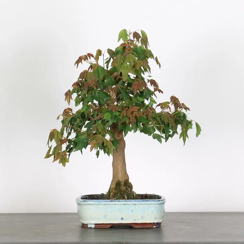Bonsai Erable Burger AB-1-2
