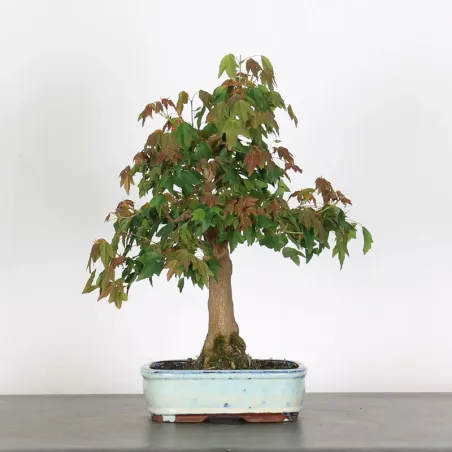 Bonsai Erable Burger AB-1-2