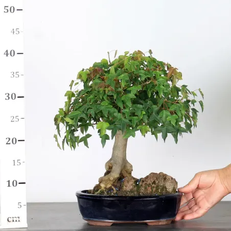 image supplémentaire - Érable "ACER BUERGÉRIANUM"...