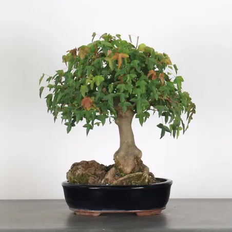 Bonsai Erable Burger AB-1-6