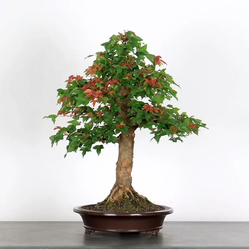 Bonsai Erable Burger AB-3-2