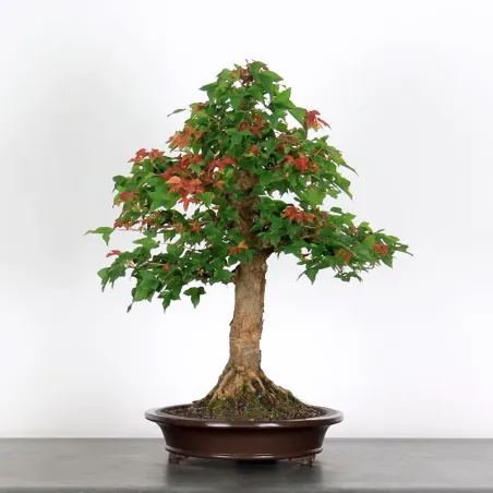 Bonsai Erable Burger AB-3-2