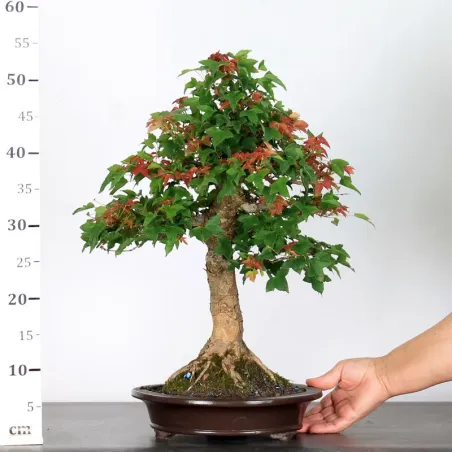 image supplémentaire - Érable "ACER BUERGÉRIANUM" 3-2