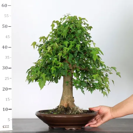 image supplémentaire - Érable "ACER BUERGÉRIANUM" 3-6