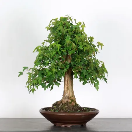 Bonsai Erable Burger AB-3-6