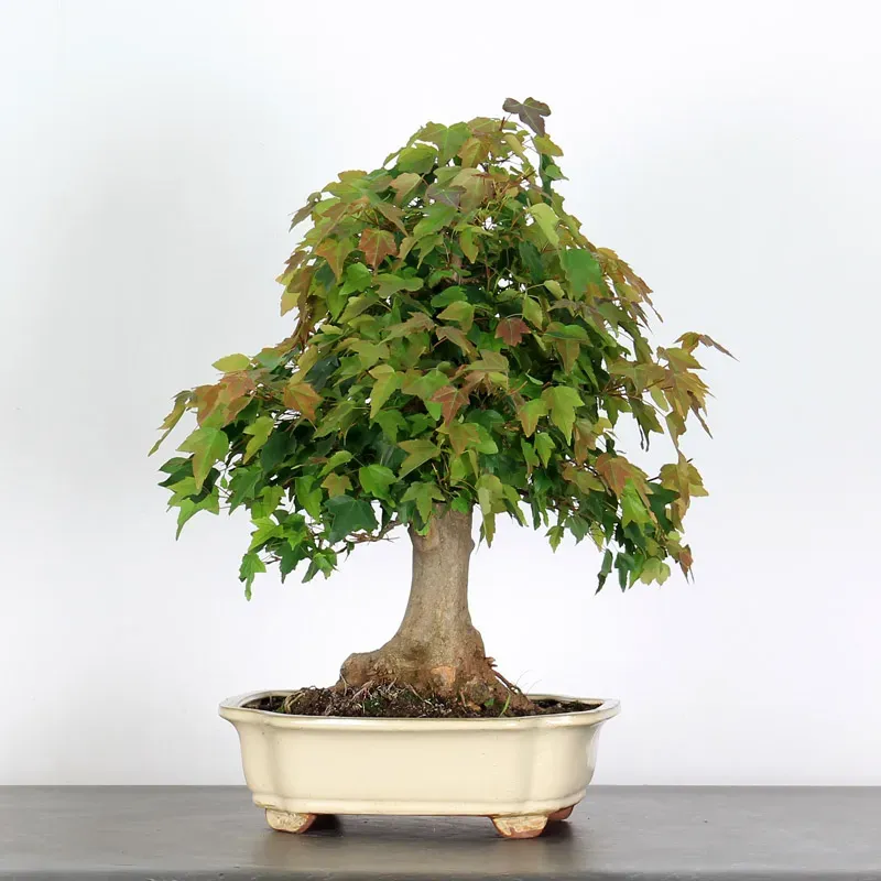 Bonsai Erable Burger AB-3-7