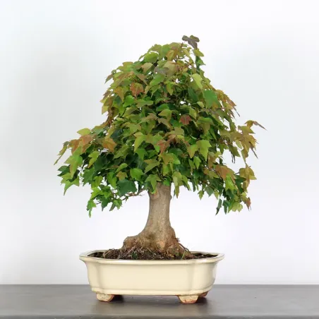 Bonsai Erable Burger AB-3-7