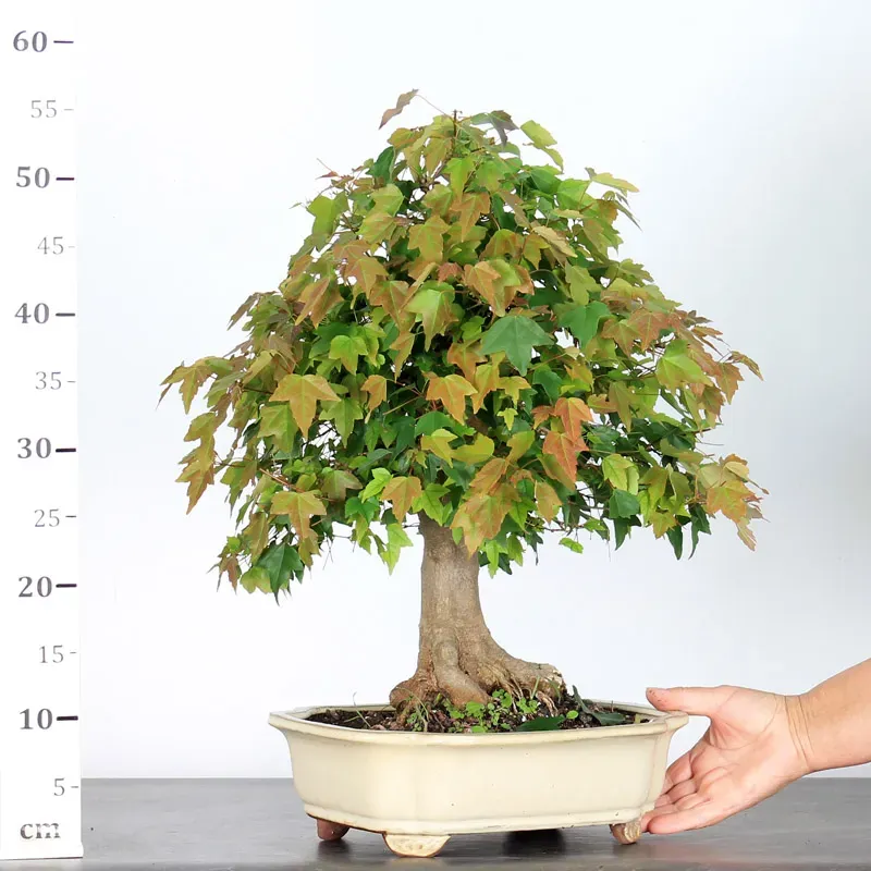 image supplémentaire - Érable "ACER BUERGÉRIANUM" 3-7