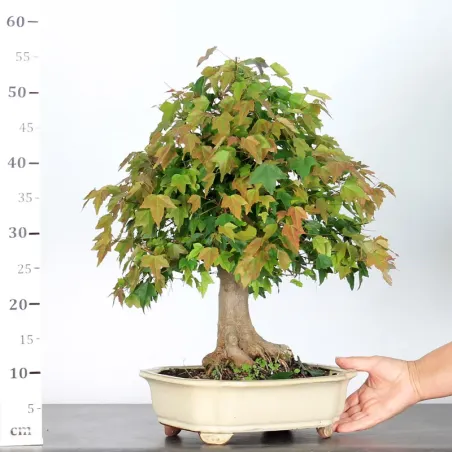 image supplémentaire - Érable "ACER BUERGÉRIANUM" 3-7