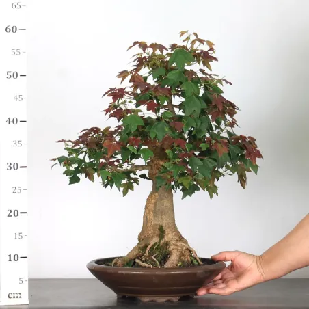 image supplémentaire - Érable "ACER BUERGÉRIANUM" 3-9