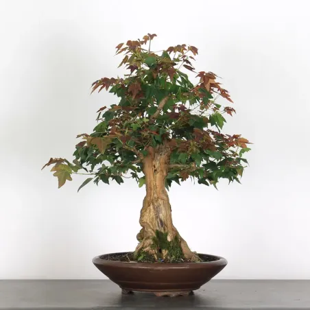 Bonsai Erable Burger AB-3-9