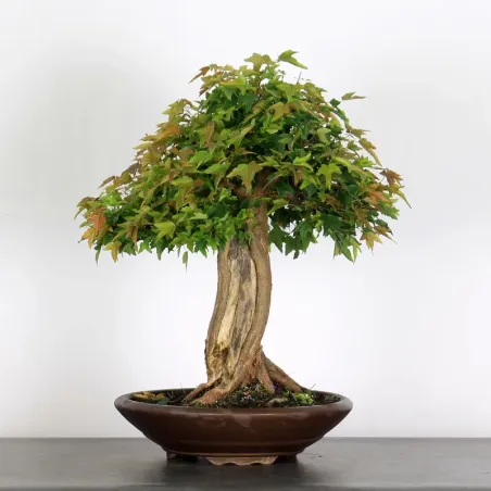 Bonsai Erable Burger AB-3-10