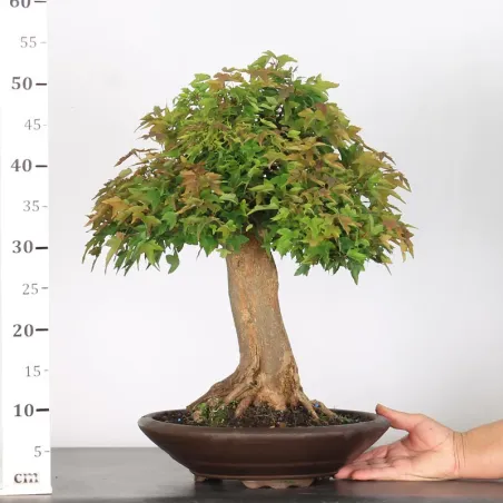 image supplémentaire - Érable "ACER BUERGÉRIANUM"...