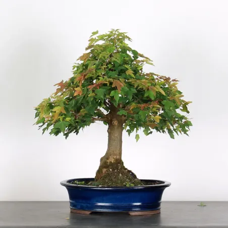 Bonsai Erable Burger AB-3-5