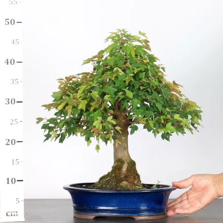 image supplémentaire - Érable "ACER BUERGÉRIANUM" 3-5