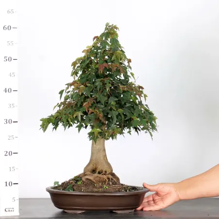 image supplémentaire - Érable "ACER BUERGÉRIANUM" 3-4