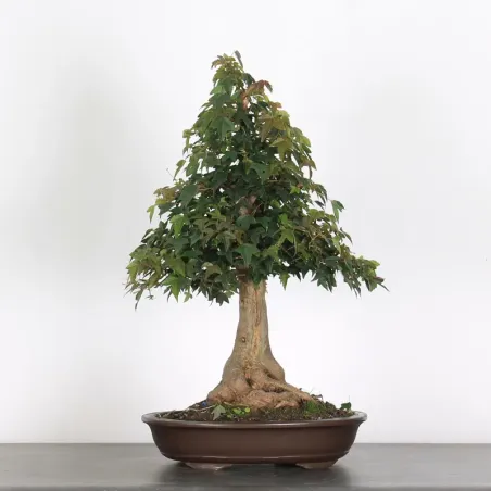 Bonsai Erable Burger AB-3-4