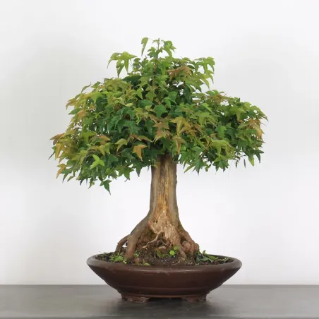 Bonsai Erable Burger AB-3-3