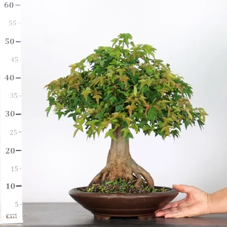 image supplémentaire - Érable "ACER BUERGÉRIANUM" 3-3