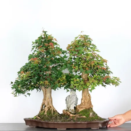 Bonsai Erable Burger AB-3-8