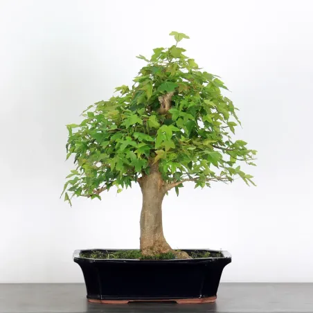 Bonsai Erable Burger AB-4-1