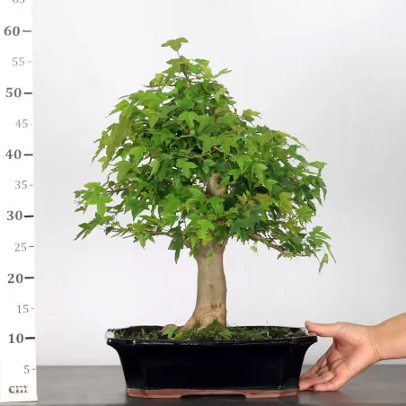 image supplémentaire - Érable "ACER BUERGÉRIANUM" 4-1