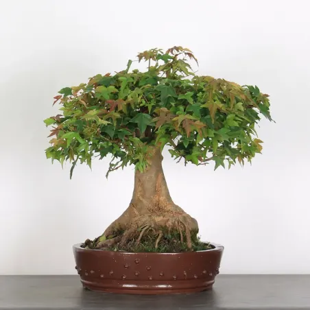 Bonsai Erable Burger AB-4-9