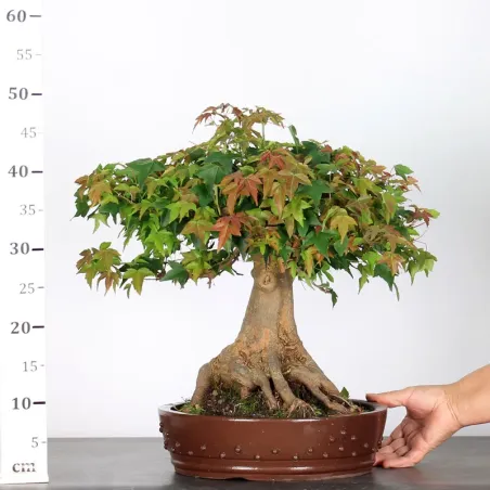 image supplémentaire - Érable "ACER BUERGÉRIANUM" 4-9