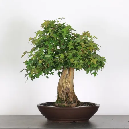 Bonsai Erable Burger AB-4-3
