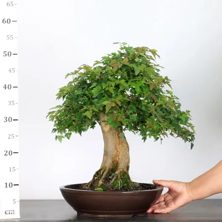 image supplémentaire - Érable "ACER BUERGÉRIANUM" 4-3