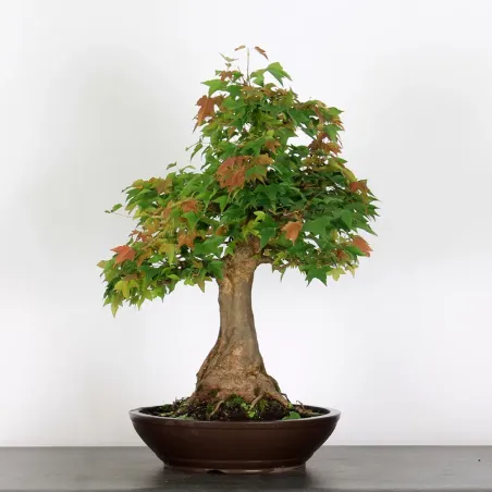 Bonsai Erable Burger AB-4-7